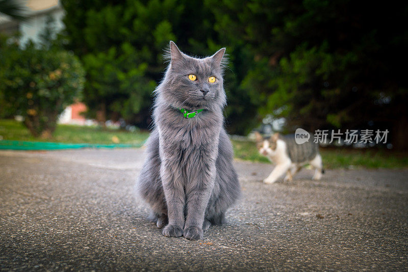 可爱的猫在街上走。对焦眼睛，背景和前景模糊/模糊